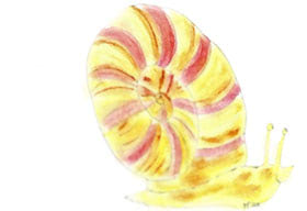 Schnecke gemalt in Aquarellmaltechnik